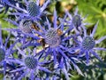 Closeup of bees on bright purple sea holly - eryngium - on a sunny day in summer Royalty Free Stock Photo