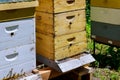 Closeup of bees colony working on bees hive selective focus