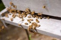 Closeup bees on hive