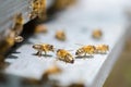 Closeup bees on hive