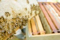Closeup bees on honey comb
