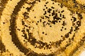 Closeup of bees on honeycomb