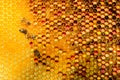 Closeup of bees on honeycomb in apiary