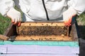 Closeup of bees on honeycomb in apiary