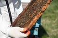 Closeup of bees on honeycomb in apiary