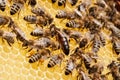 Closeup of bees on the honeycomb in beehive, apiary, selective focus Royalty Free Stock Photo