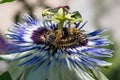 Closeup bees on passion flower