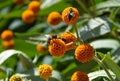 Bees pollinating orange ball tree flowers