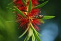 Closeup bees on red flower