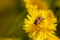 Bees suck the pollen in yellow chrysanthemum flower.