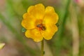 closeup Bees are swarming yellow pollen.Honey bee working on yellow flower.