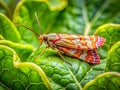 Closeup of a Beet Webworm Moth on a Sugar Beet Leaf A Stunning Example of the Rule of Royalty Free Stock Photo