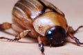 European Chafer June Bug