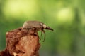 Closeup the beetle sits up the tree on leaves background