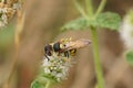 Closeup on the beewolf wasp, Philanthus triangulum, drinking nectar. This is a predator on honeybees Royalty Free Stock Photo
