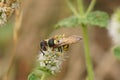 Closeup on the beewolf wasp, Philanthus triangulum, drinking nectar. This is a predator on honeybees