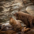 Closeup of the behaviors of many sea lions with a rocky background