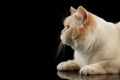 Closeup Beige British Shorthair Cat Lying, Looking up, Isolated Black Royalty Free Stock Photo