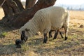 Closeup of a beige colored Ewe sheep and her newborn lamb. Cute dark grey baby ewe lamb