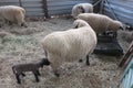 Beige colored Ewe,  standing next to her black newborn baby lamb Royalty Free Stock Photo