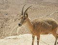 Closeup of a Female Ibex on a Ledge of the Ramon Crater in Israel Royalty Free Stock Photo