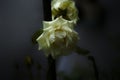 Closeup of a beige garden rose