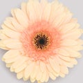 Closeup of beige gerbera flower. Royalty Free Stock Photo