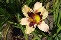 Closeup of beige and purple flower of daylily in June
