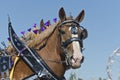 Closeup of Belgian Draft Horse at Country Fair