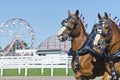 Closeup of Belgian Draft Horses at Country Fair