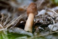 Closeup of a bell morel mushroom & x28;verpa conica& x29; in spring