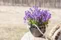 Beautiful closeup of Bellflower in unique handmade planter of black pottery in spring sunlight Royalty Free Stock Photo