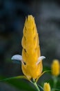 Closeup of Beloperone plumbaginifolia flower from Mexico. It is a species of Justicia