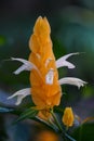 Closeup of Beloperone plumbaginifolia flower from Mexico. It is a species of Justicia