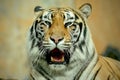 closeup bengal tiger roar Royalty Free Stock Photo