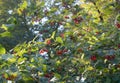 Closeup of berry bush with green leaves Royalty Free Stock Photo