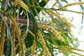 Closeup Betel palm on the tree.