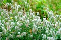 Closeup of beutiful fluffy flowers of Rabbits foot or hare`s foot clover - Trifolium arvense - after the rain, with waterdrops