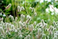 Closeup of beutiful fluffy flowers of Rabbits foot or hare`s foot clover - Trifolium arvense - after the rain, with waterdrops