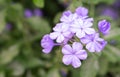 Closeup beutiful purple flower in the garden, selective focus