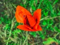 The closeup of the beutiful red poppy flower in the grass. The spring or summer background.