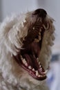 Closeup of Bichon Frise yawning Royalty Free Stock Photo