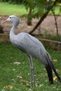 Closeup of a big African Blue Crane in South Africa Royalty Free Stock Photo