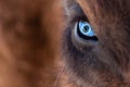 Closeup on the big of an animal, bull, bison, cow or horse with brown hair and reflection of a blue planet earth in the pupil