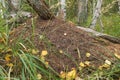 Closeup of big anthill in the woods with colony of ants in autumn forest. Royalty Free Stock Photo