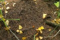 Closeup of big anthill in the woods with colony of ants in autumn forest.