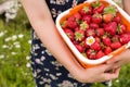 Closeup of big basket of freshly picked organic strawberry in woman`s hands. Summer harvest in the garden. Healthy food Royalty Free Stock Photo