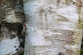 Closeup of a big birch tree trunk