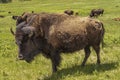 Closeup of big bison bull, Custer State Park, Black Hills, SD, USA Royalty Free Stock Photo