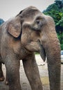 A closeup of a big brown elephant